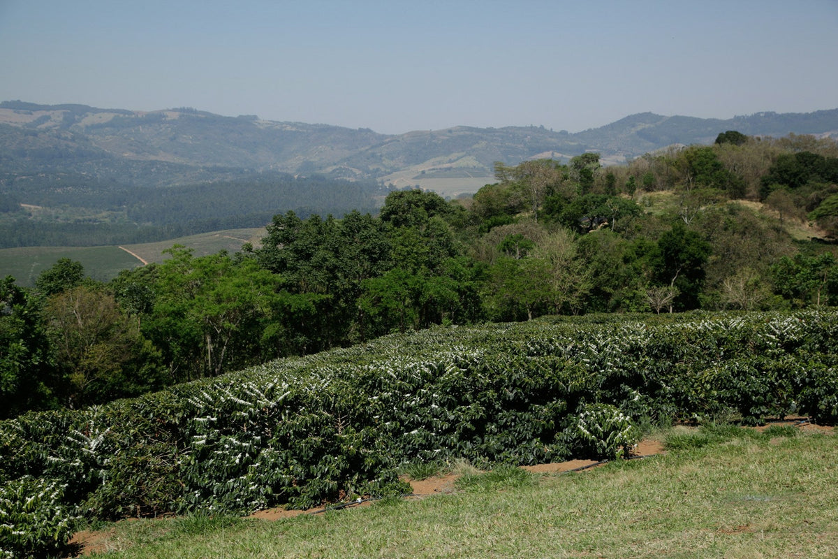 Kaffeeanbau an bewaldeten Berghängen in Brasilien