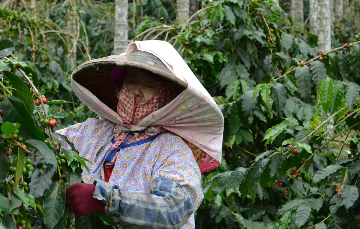 Selektive Ernte von Kaffeekirschen von Hand