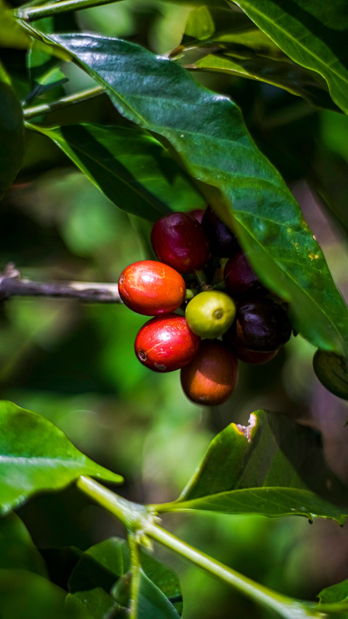Reife rote Kaffeekirschen an einer Arabicapflanze