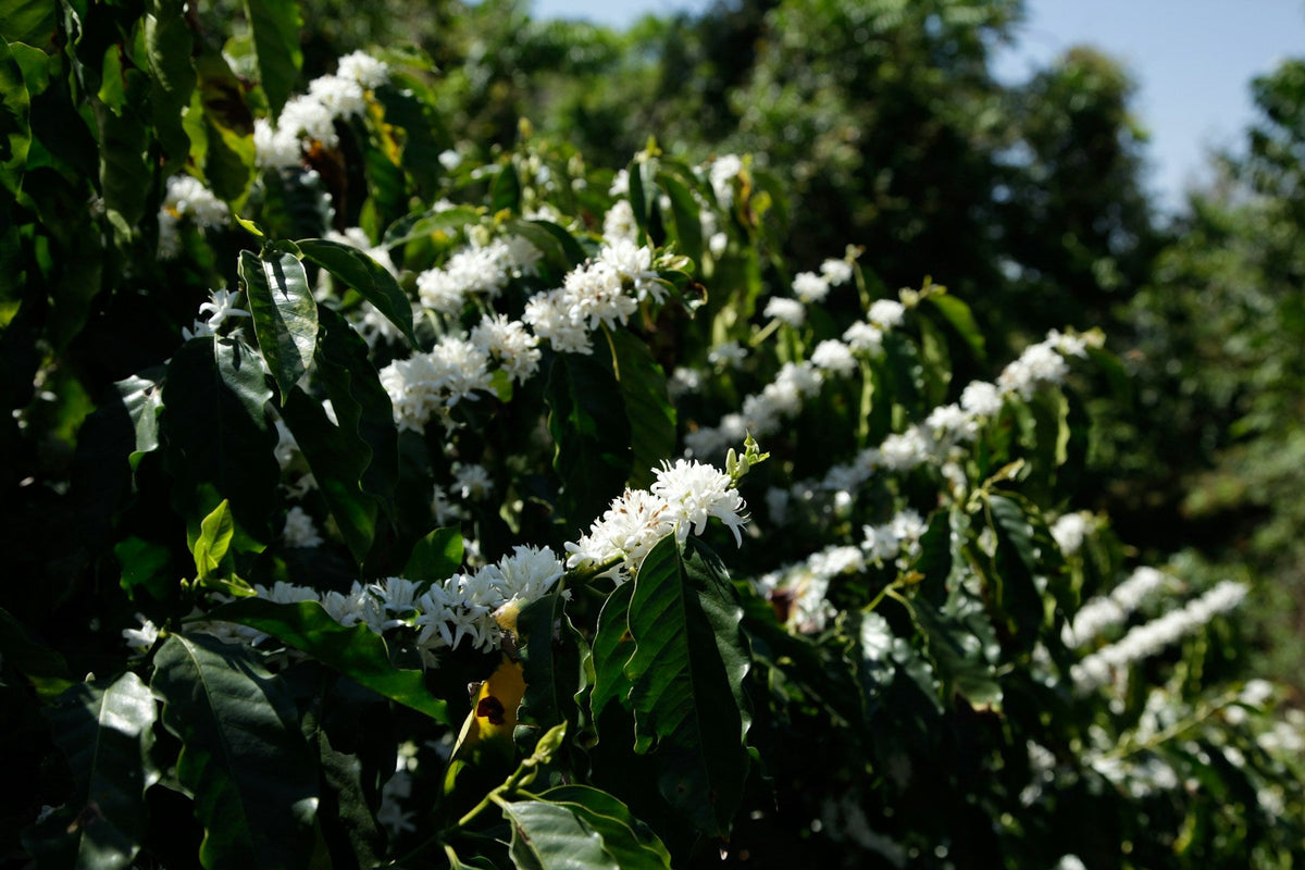 Blühende Kaffeepflanze mit weißen Blüten und grünen Blättern